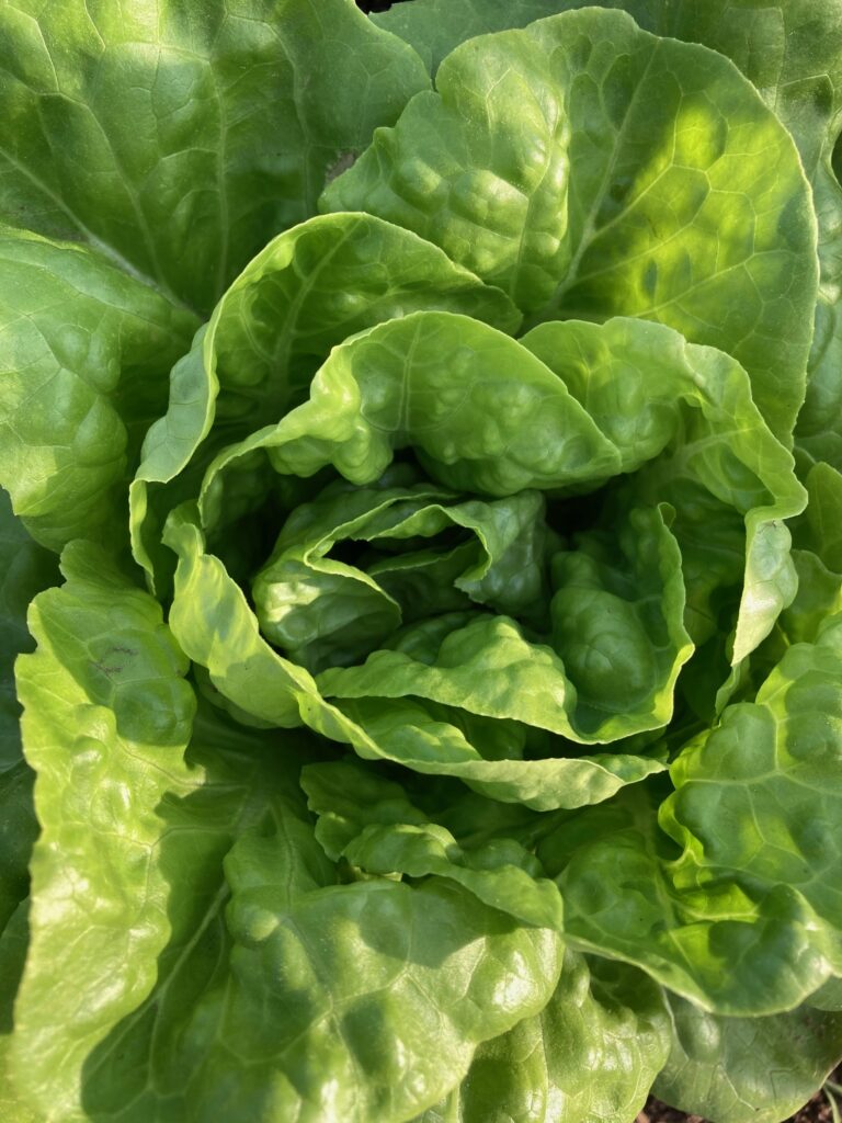 Image zooms in on a head of green lettuce