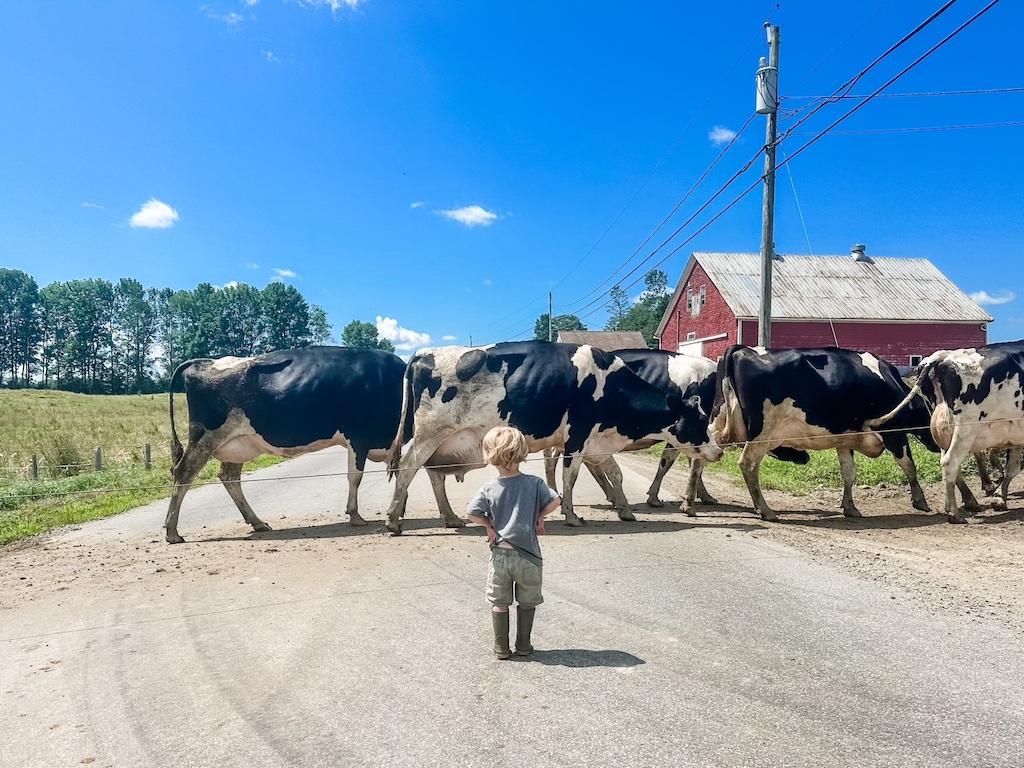 Sheepscot Valley Young Farmer and Cows