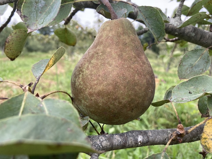 June's Pear