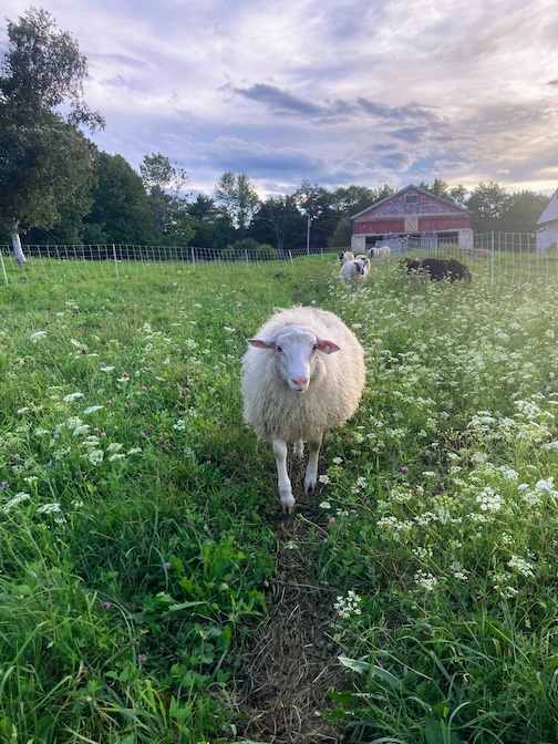 Moorit Hill Icelandic Sheep