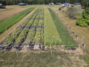 Field plots of delicata winter squash in a fungicide trial at MOFGA.