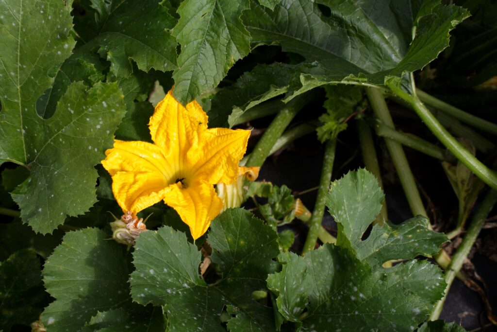 Yellow squash blossom in a winter squash field.