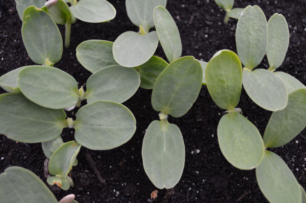 Veggie seedlings are featured in this image.
