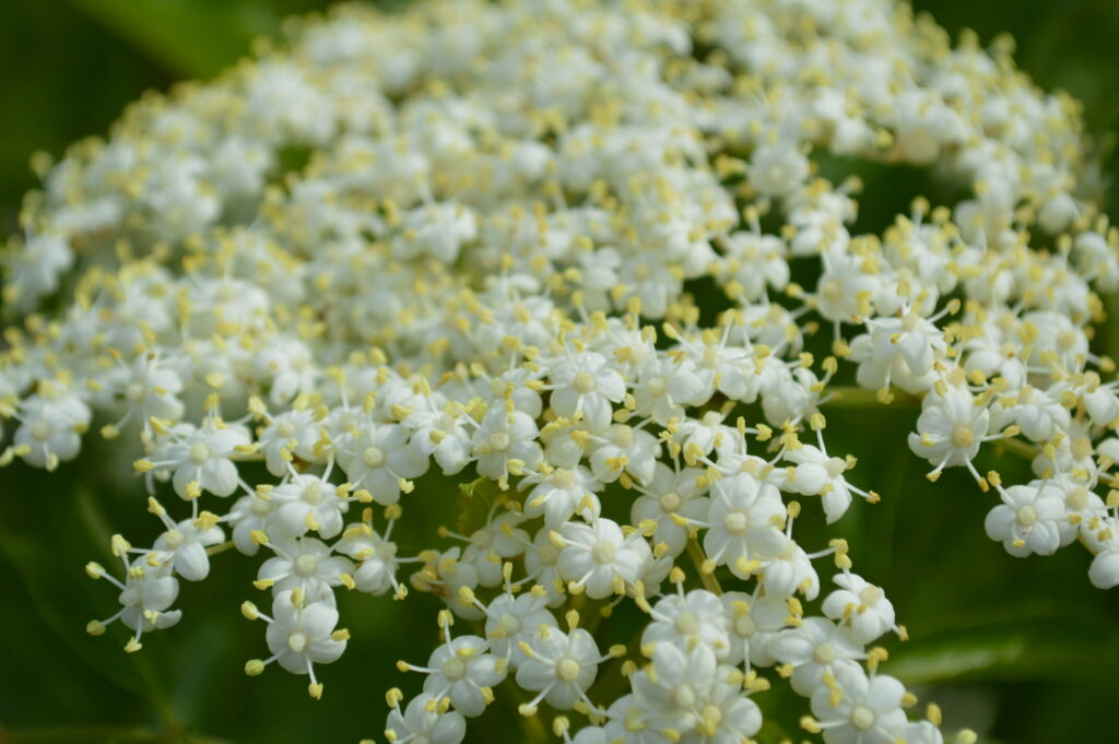 Elderberry flower
