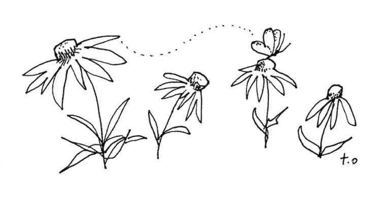 Medicinal Herb Planting Calendar Maine Organic Farmers and Gardeners Medicinal Herb Planting Calendar Maine Organic Farmers and Gardeners