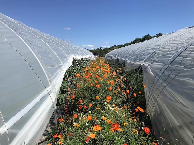 Orange coreopsis flowers between two greenhouses.