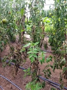Gray leaf spot infection on tomato foliage in a high tunnel.