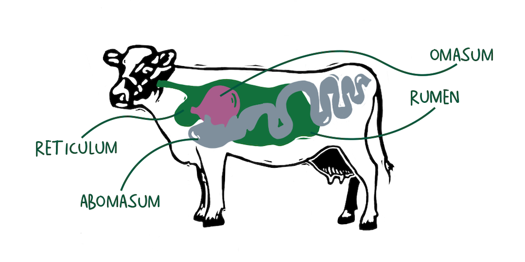 Cow Stomach Graphic CMB
