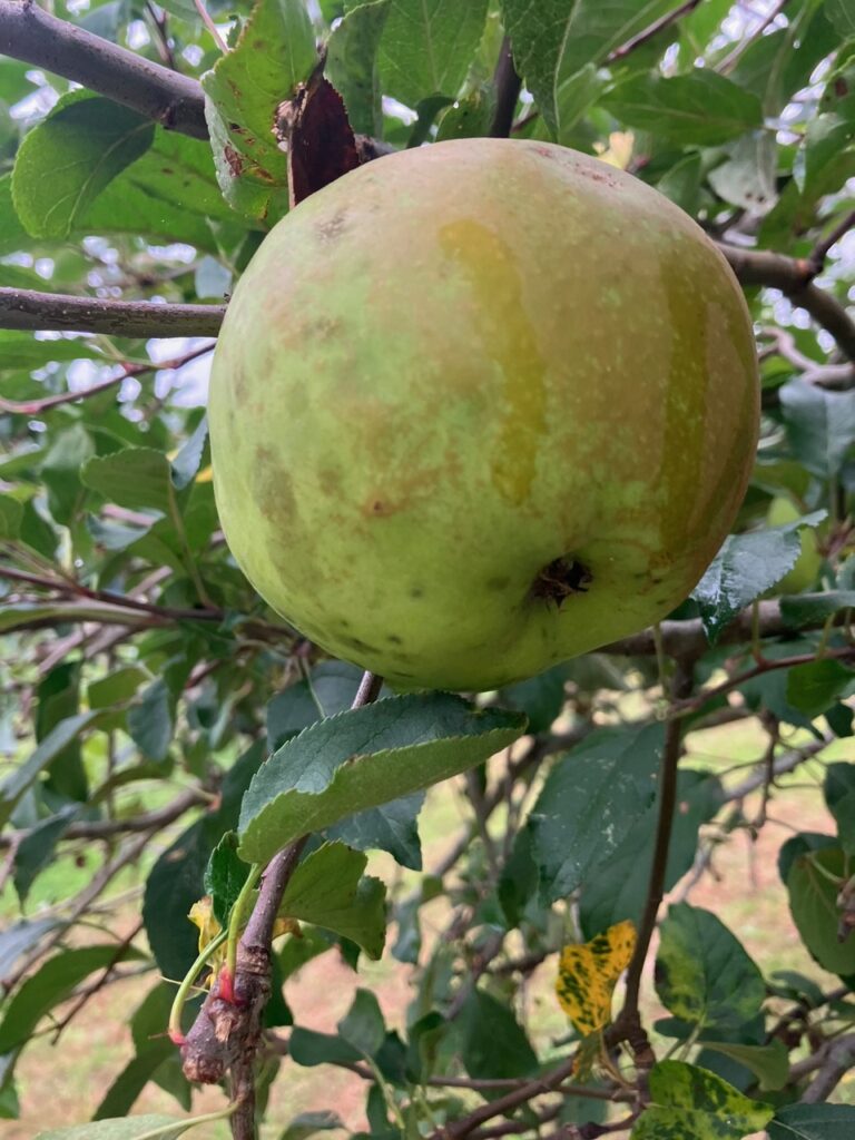 Light green apple on a branch.