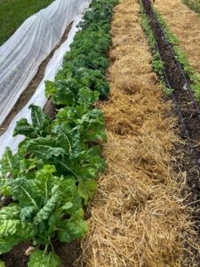 MOFGA garden swiss chard kale beans