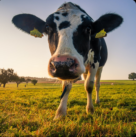 NOFFP Cow