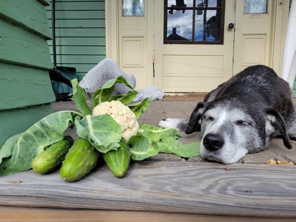 A dog lays on a porch next to some cucumbers and cauliflower from the garden.