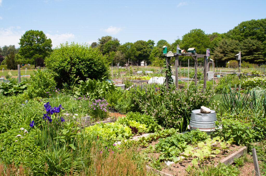 Beach Plum Farm community garden