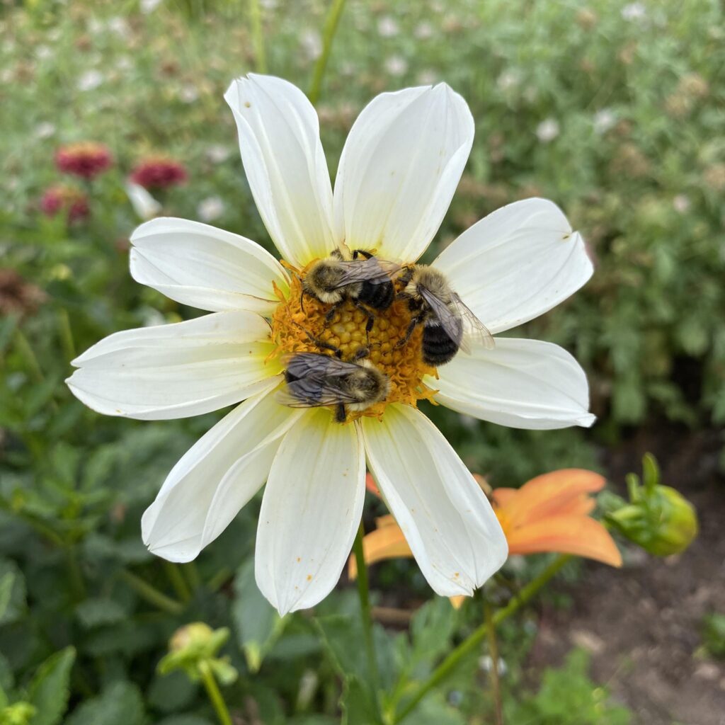 Three bees pollinate a flower at the school garden.