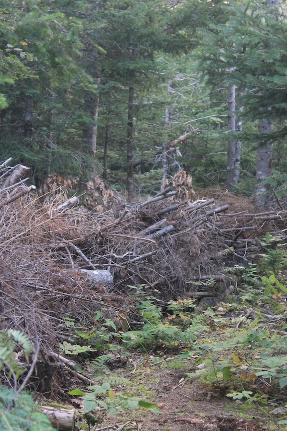 Dead hedge