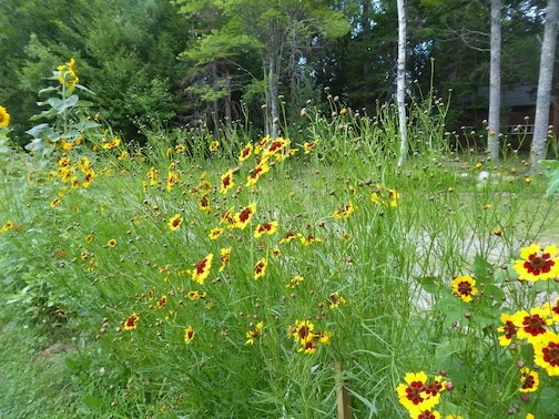 Dyer's coreopsis