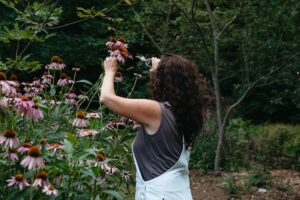 An herb grower harvests echinacea flowers.