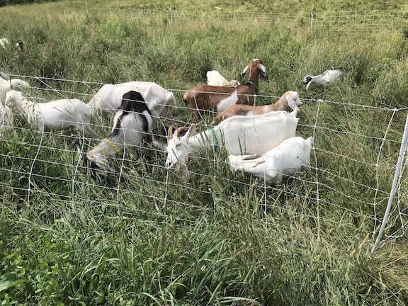 Goat herd