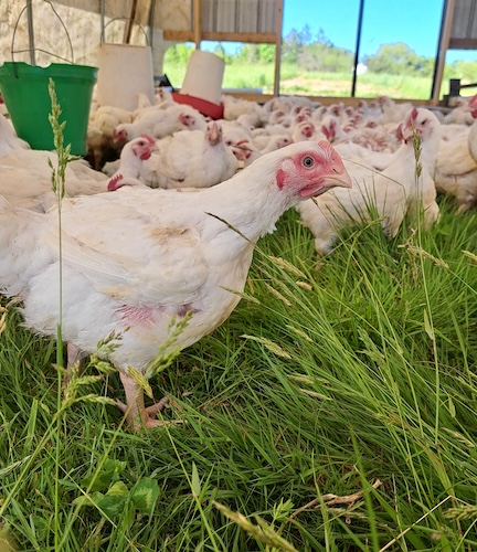 Grace Pond broilers