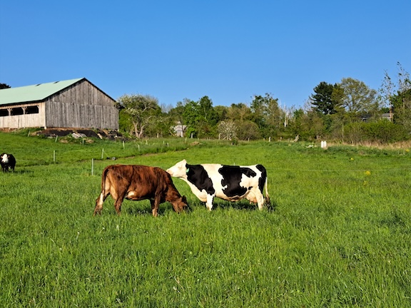 Grace Pond cows
