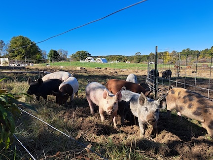 Grace Pond pigs
