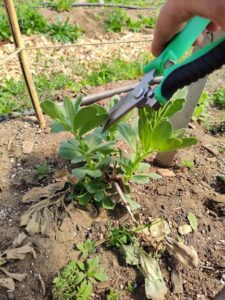 Shoots of a fava bean plant being harvested for greens