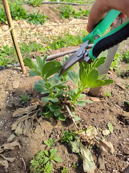 Legume fava greend