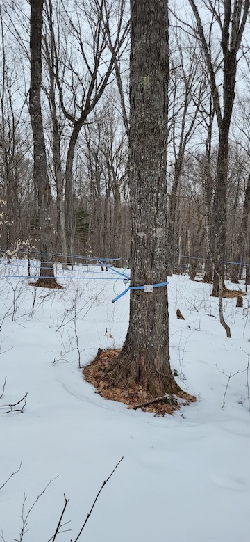 Maple certification