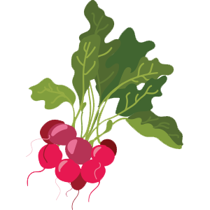 Radish3