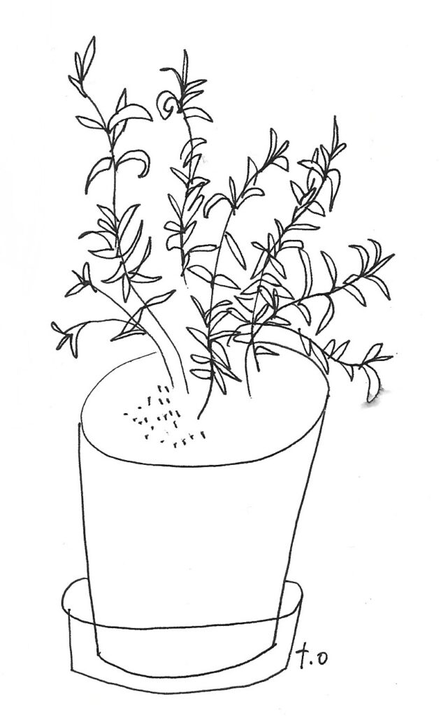 Rosemary