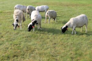 Sheep grazing on very short grass