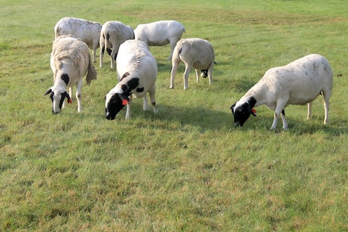 Sheep grazing