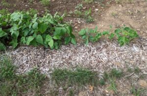 A row of bean plants with stunted plants due to lack of water.