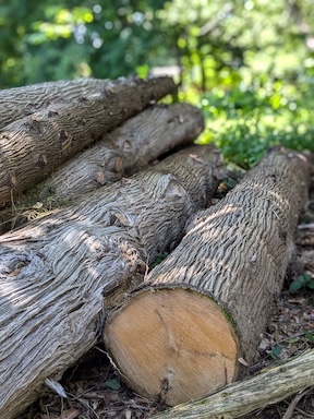 Cedar logs