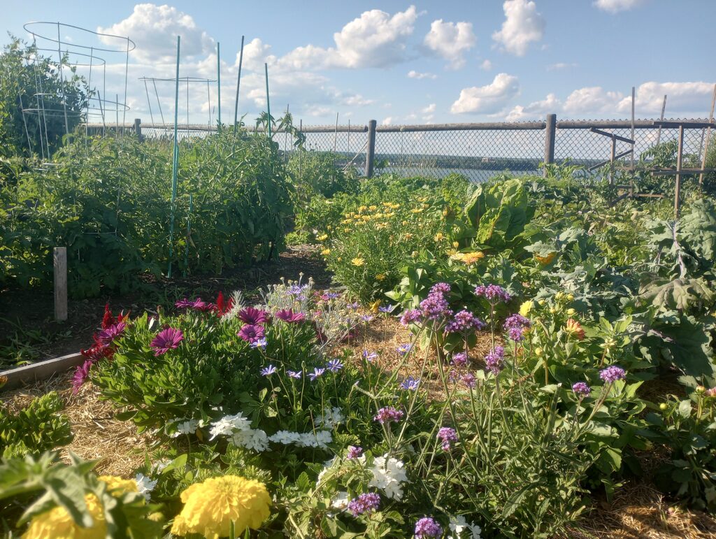 A Cultivating Community community garden in Portland