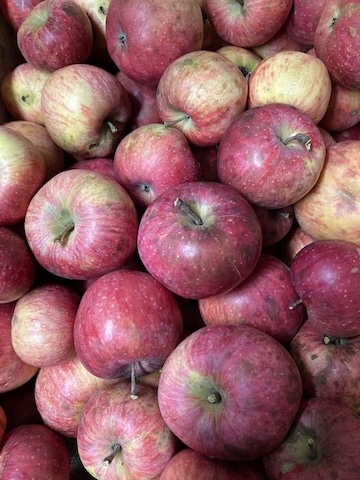 Salome:Cherryfield