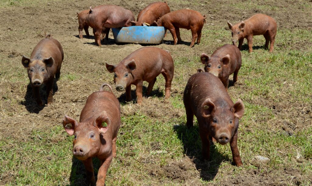 Pigs walk and eat out in the pasture