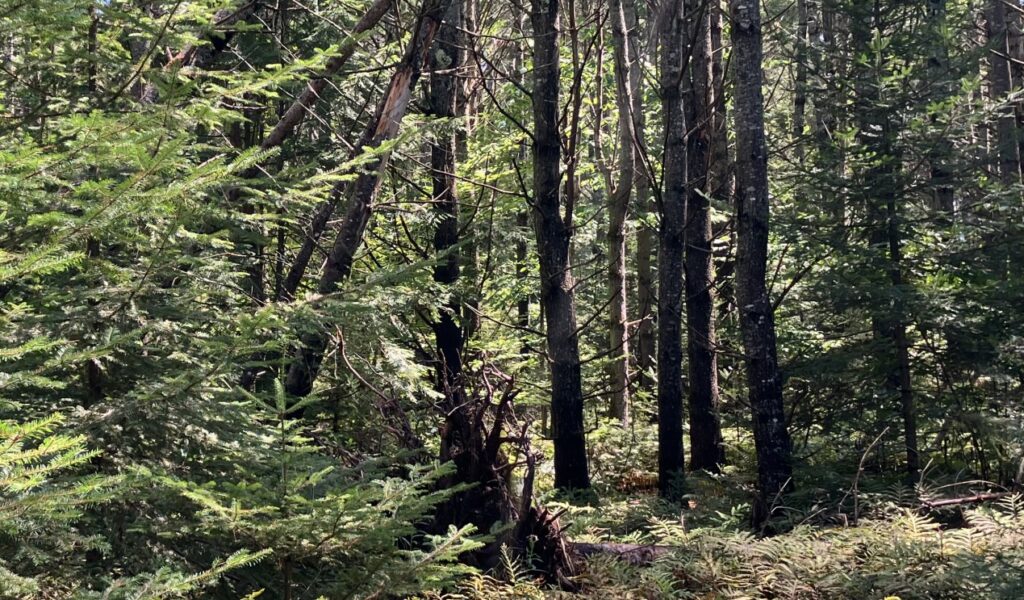mixed pine forest.
