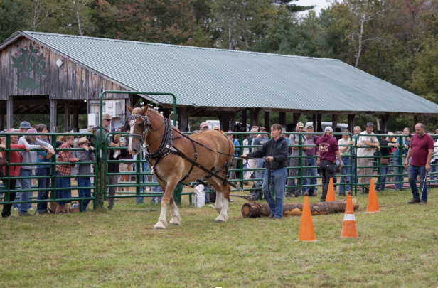 Horse Show