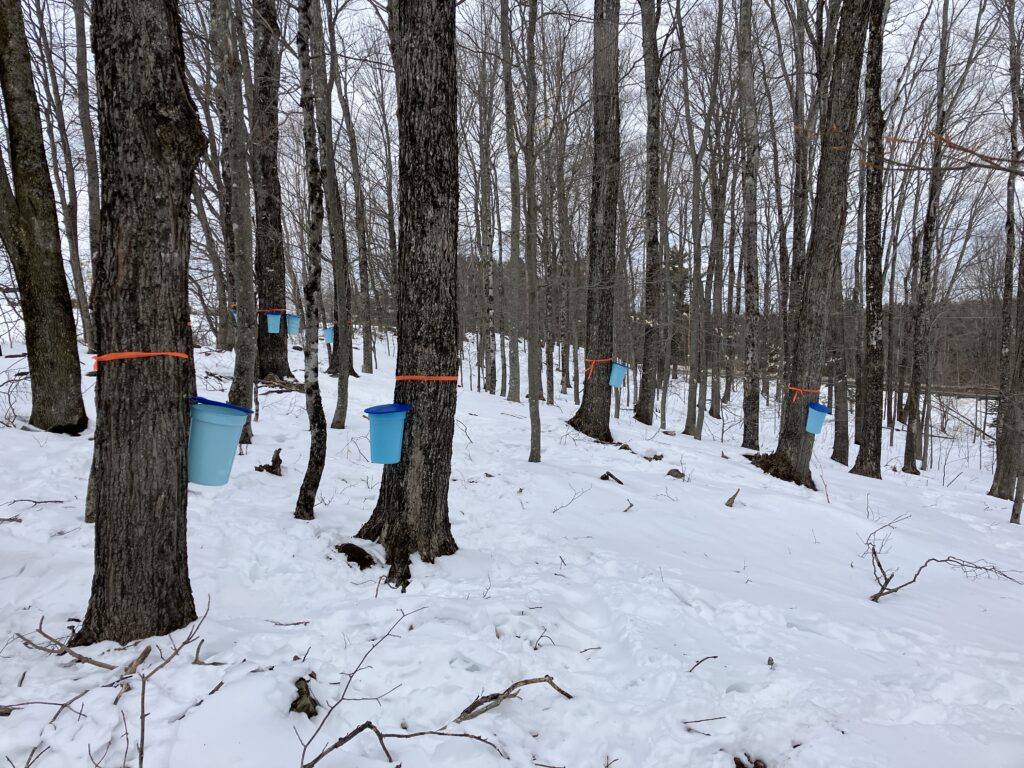A stand of tapped maple trees