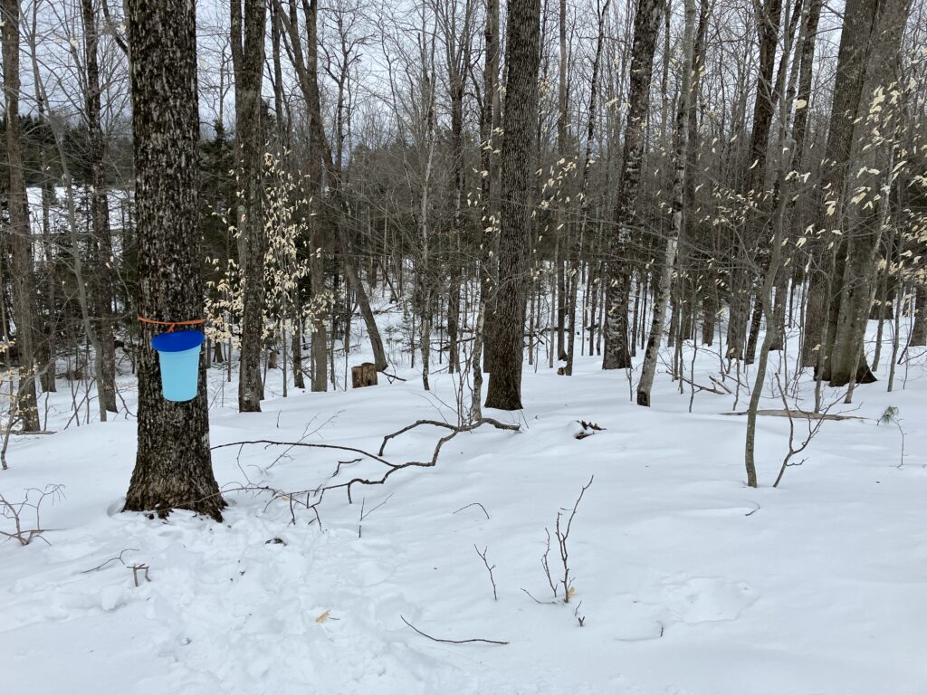 A tapped maple tree is featured in a small woodlot