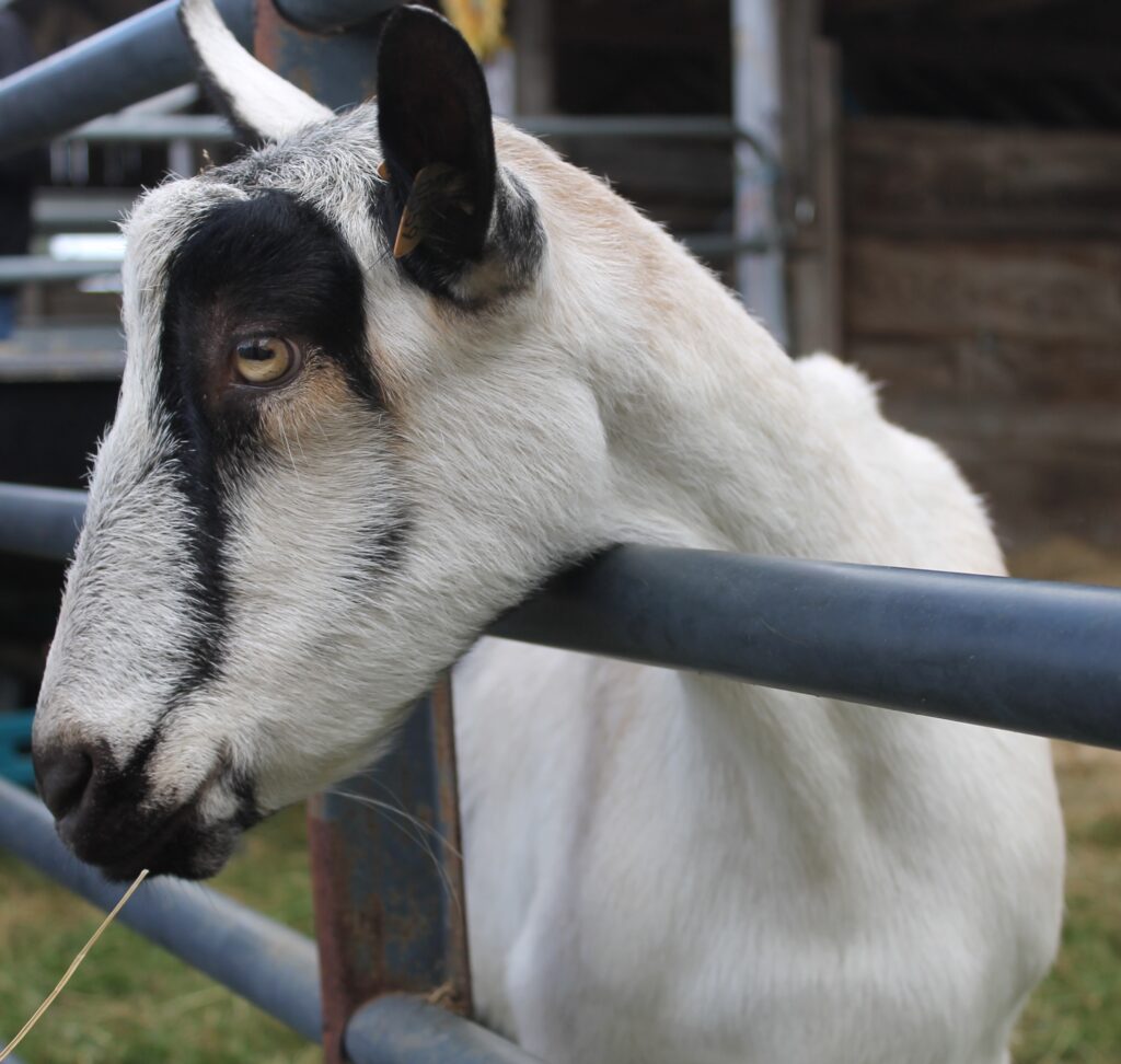 Livestock goat fence
