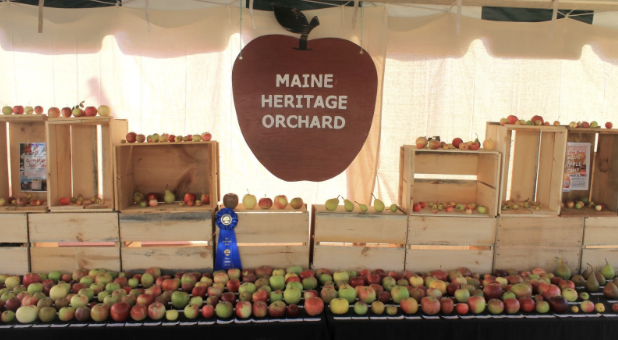 MHO fair display
