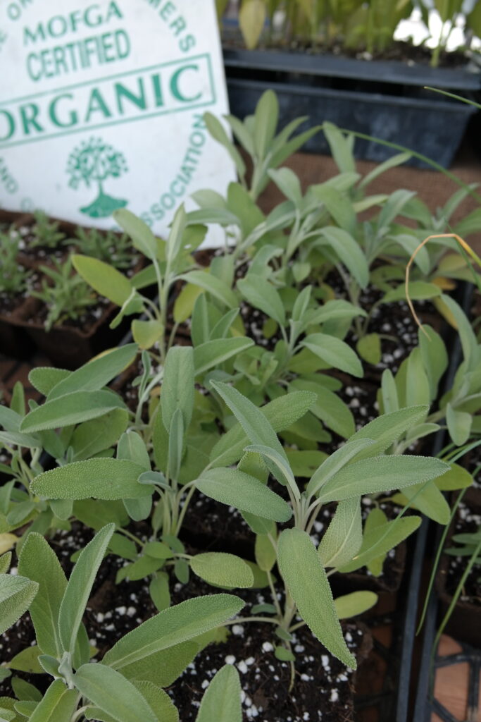 Sage seedlings are featured next to a MOFGA certified organic sign