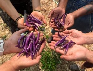 Four sets of hands hold skinny purple peppers.
