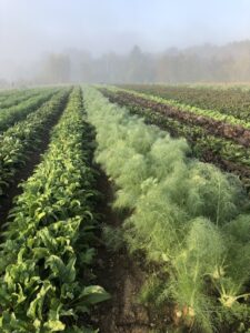 A field of fall crops ready for harvest.