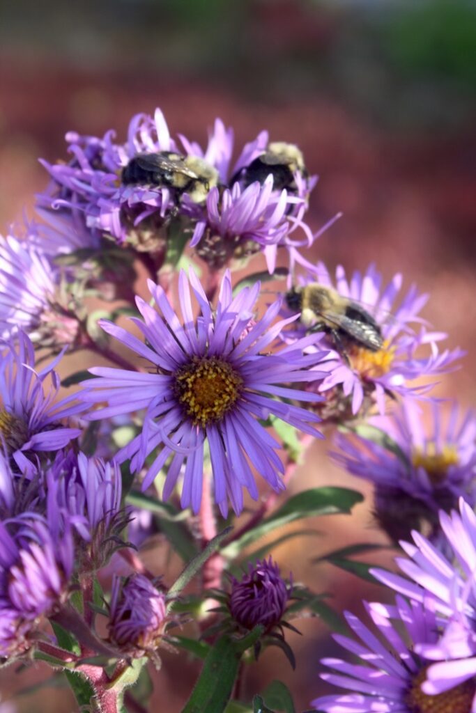 Aster Pete Beckford photo