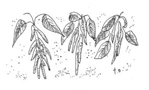 Bean plants illustration.