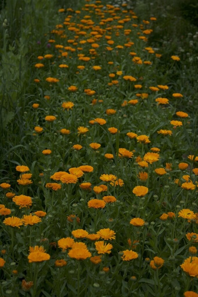 Bhoomi Devi Seeds calendula