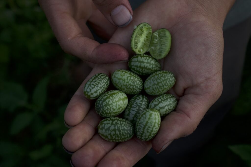 Bhoomi Devi Seeds meloncumber